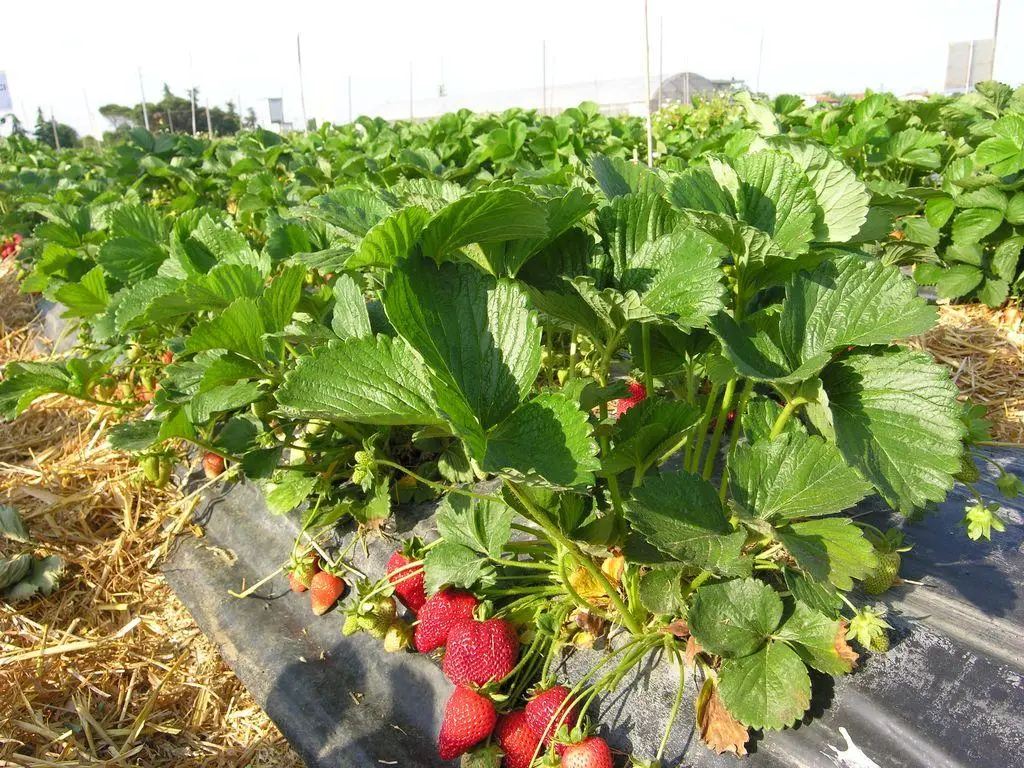 Клубника "АЛЬБИОН" ремонтантный  (6 шт.)