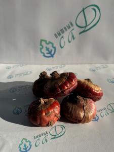 Гладиолус Лолита (5 шт. луковиц в упаковке)